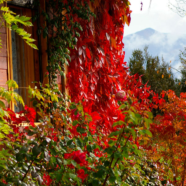 Los colores del otoño invaden las paredes de la Cabaña de Madera