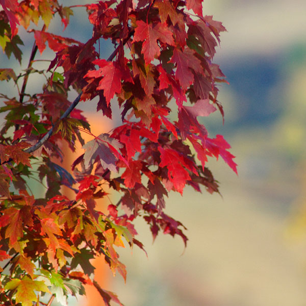 Árbol con los colores de otoño en el Jardín de los 7 Chakras